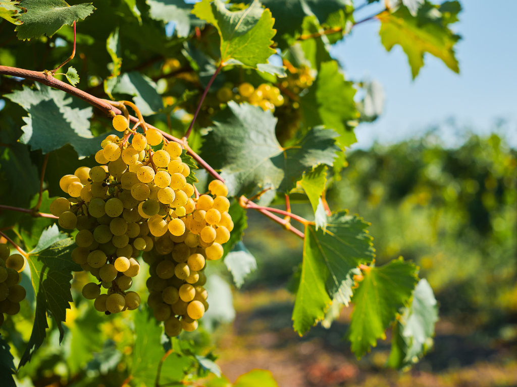 I vigneti delle colline moreniche